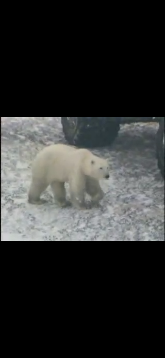 Polar bears on the prowl, Churchill, Manitoba, Canada